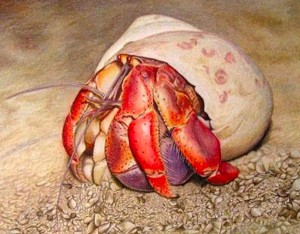 Hermit Crab - Colored Pencil